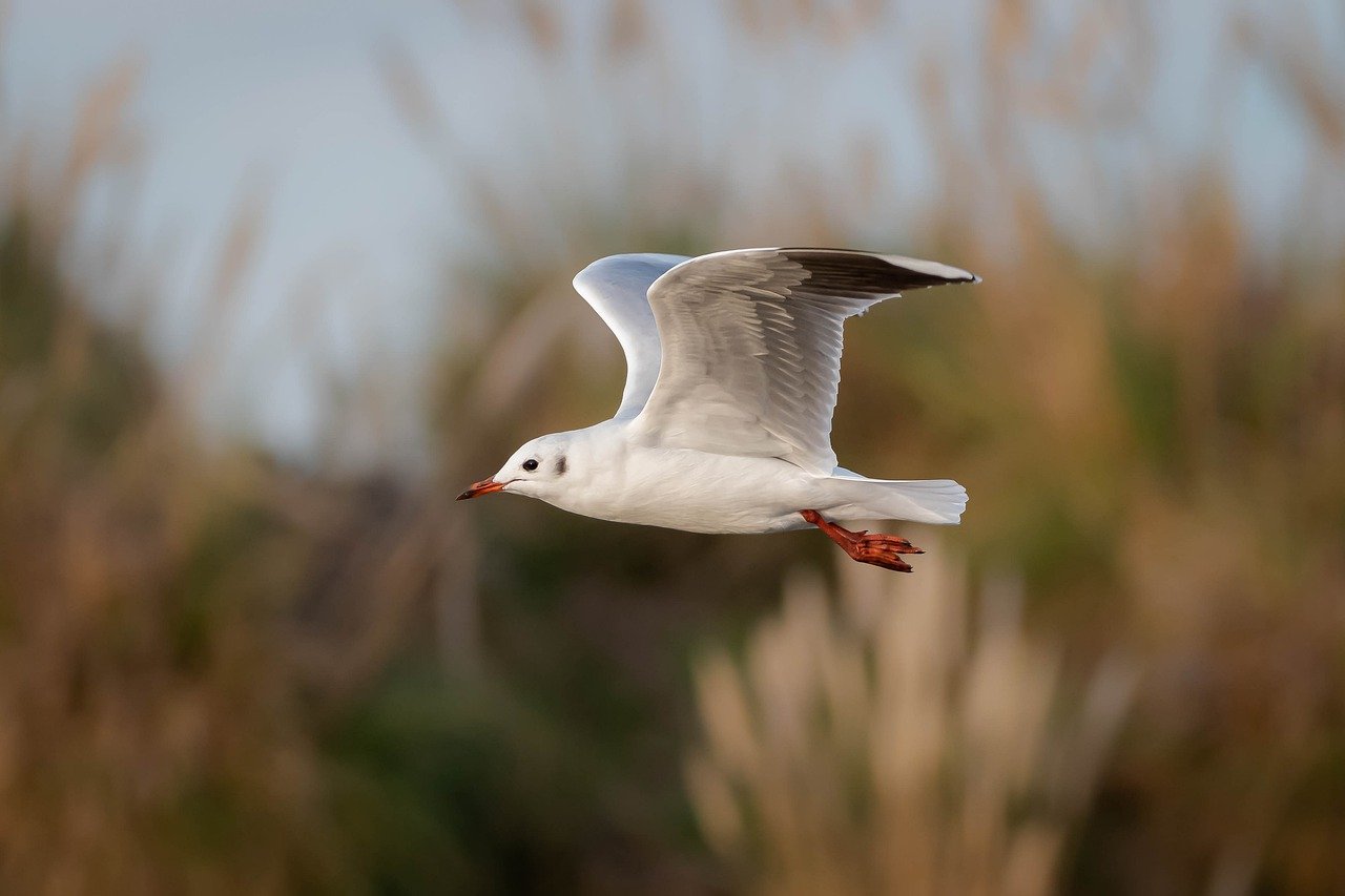 seagull, flying bird, pens-7991991.jpg